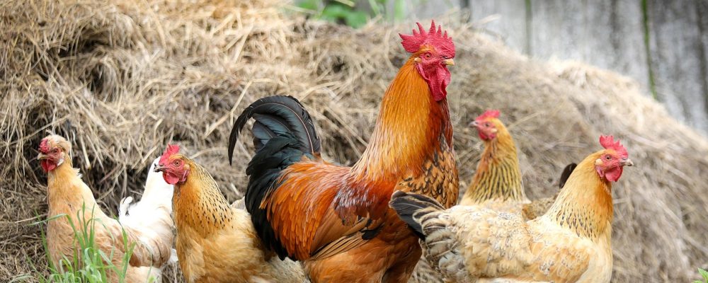 Rzekomy Pomór Drobiu