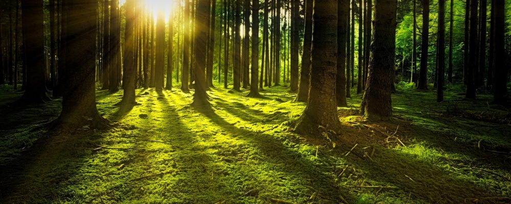 Wyłożenie do publicznego wglądu projektu Uproszczonego Planu Urządzenia Lasu