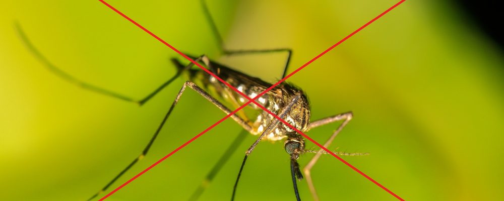 Rozpoczęcie akcji doraźnego zwalczania komarów