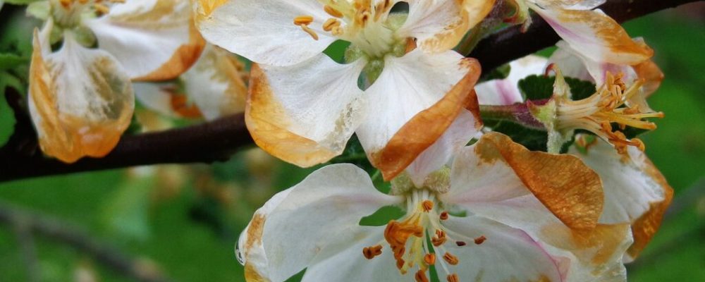 Informacja dla rolników dot. szacowania strat w uprawach rolnych spowodowanych przez ”niekorzystne zjawiska atmosferyczne”