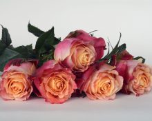 Życzenia z okazji Dnia Babci i Dziadka