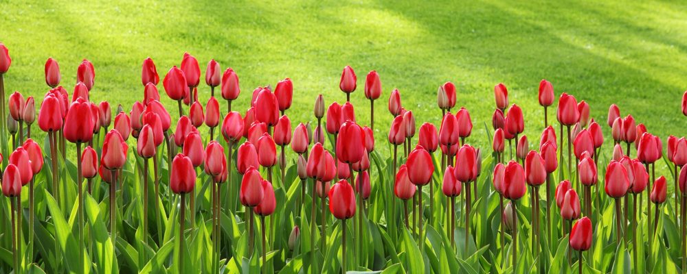 Zaproszenie na Dzień Kobiet