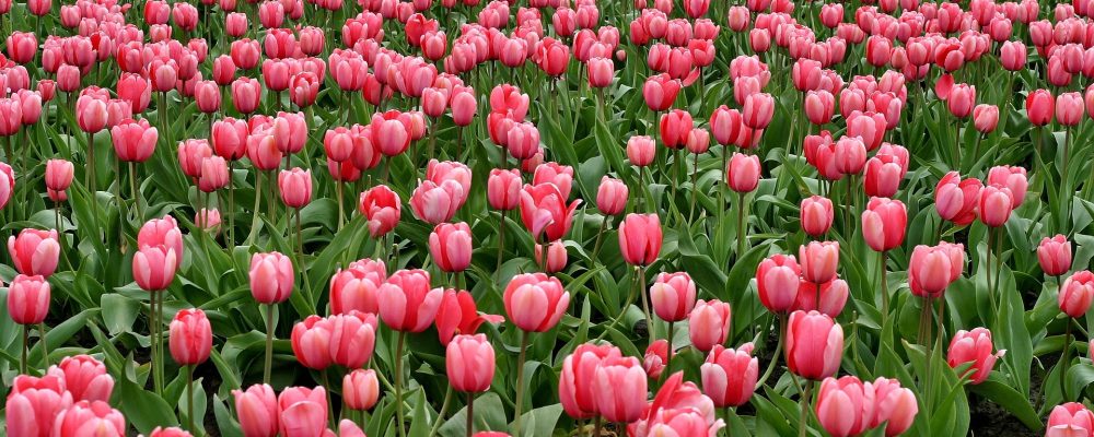 Życzenia z okazji Dnia Kobiet