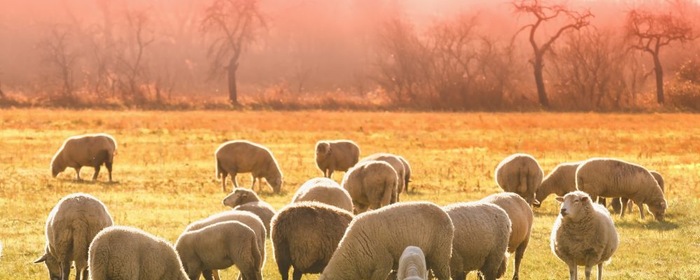Powiatowy Lekarz Weterynarii zawiadamia o stwierdzeniu ASF