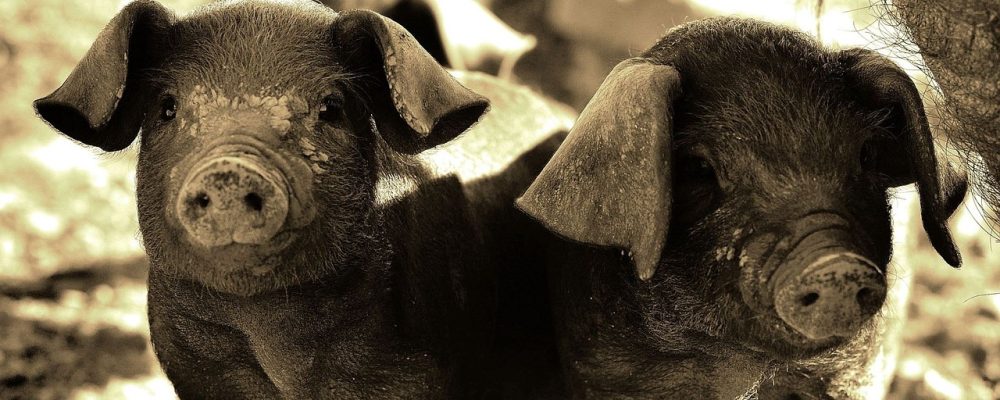 Afrykański pomór świń