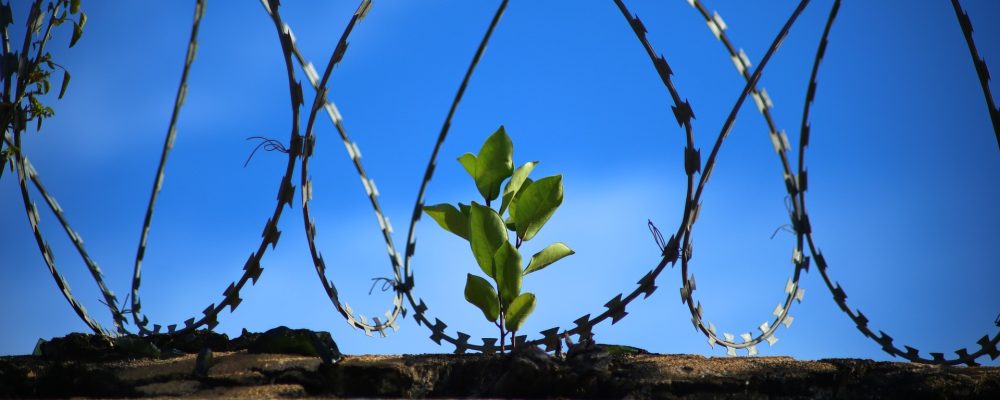 Ogłoszenie Dyrektora Okręgowego Służby Więziennej