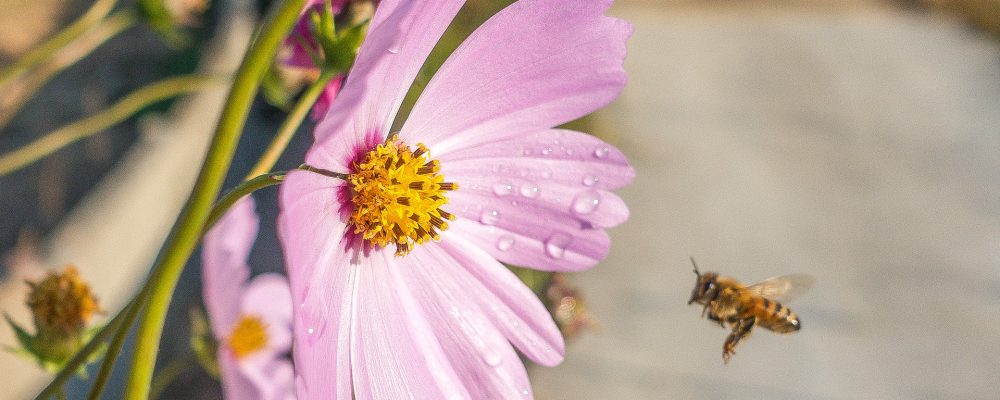 Komunikat – ochrona pszczoły miodnej