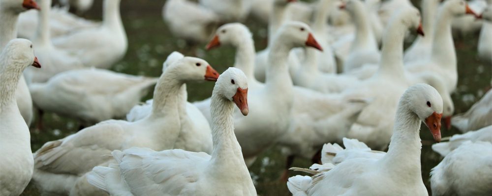 Komunikat w związku z ryzykiem wystąpienia wysoce zjadliwej grypy ptaków (HPAI)