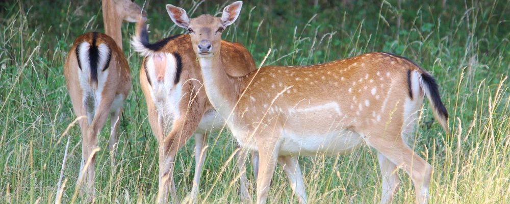 Wypadki drogowe lub inne zdarzenia z udziałem zwierząt